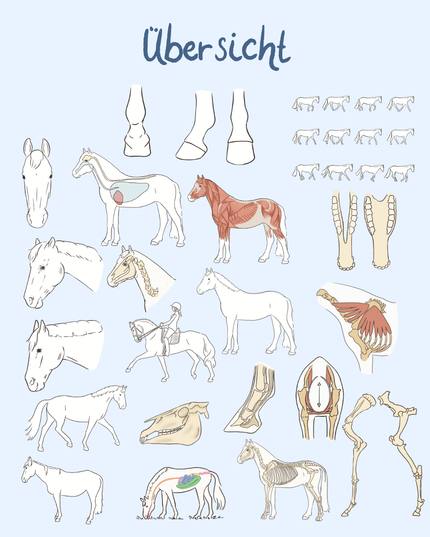 Illustrations-Set mit 25 Abbildungen Pferd (Anatomie, Wissen)